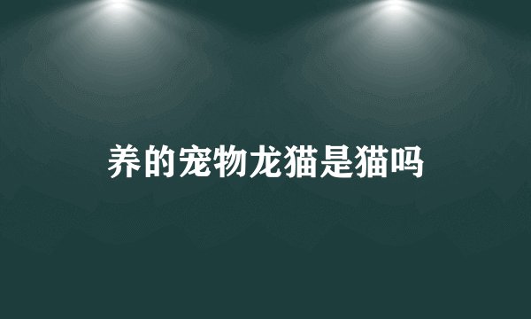 养的宠物龙猫是猫吗