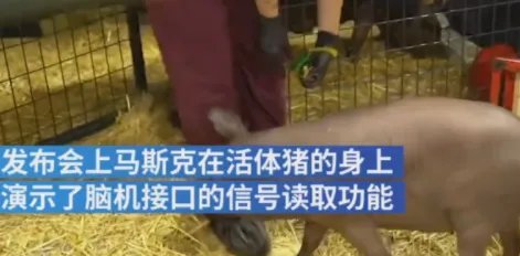 马斯克用活猪演示脑机技术,如果人脑能植入,你愿意吗?