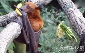 巨型狗头蝙蝠再现澳大利亚市区 多种病毒储存在蝙蝠体内