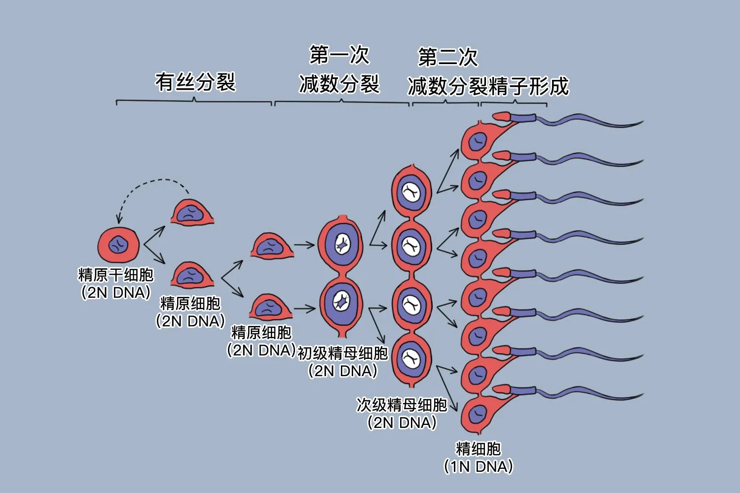 精子形成过程图及各时期特点