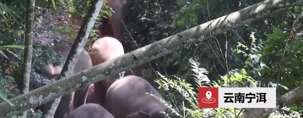 云南宁洱出现24头野生亚洲象,当地会采取什么保护措施?