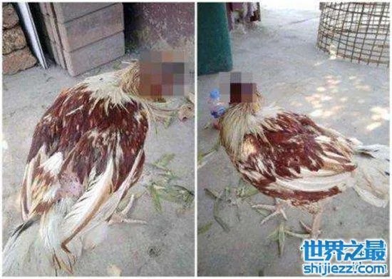 无头鸡存活一周,相当于现在的脑叶切除手术