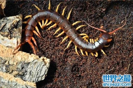 波多黎各巨人蜈蚣,人类面前很温顺不会主动攻击