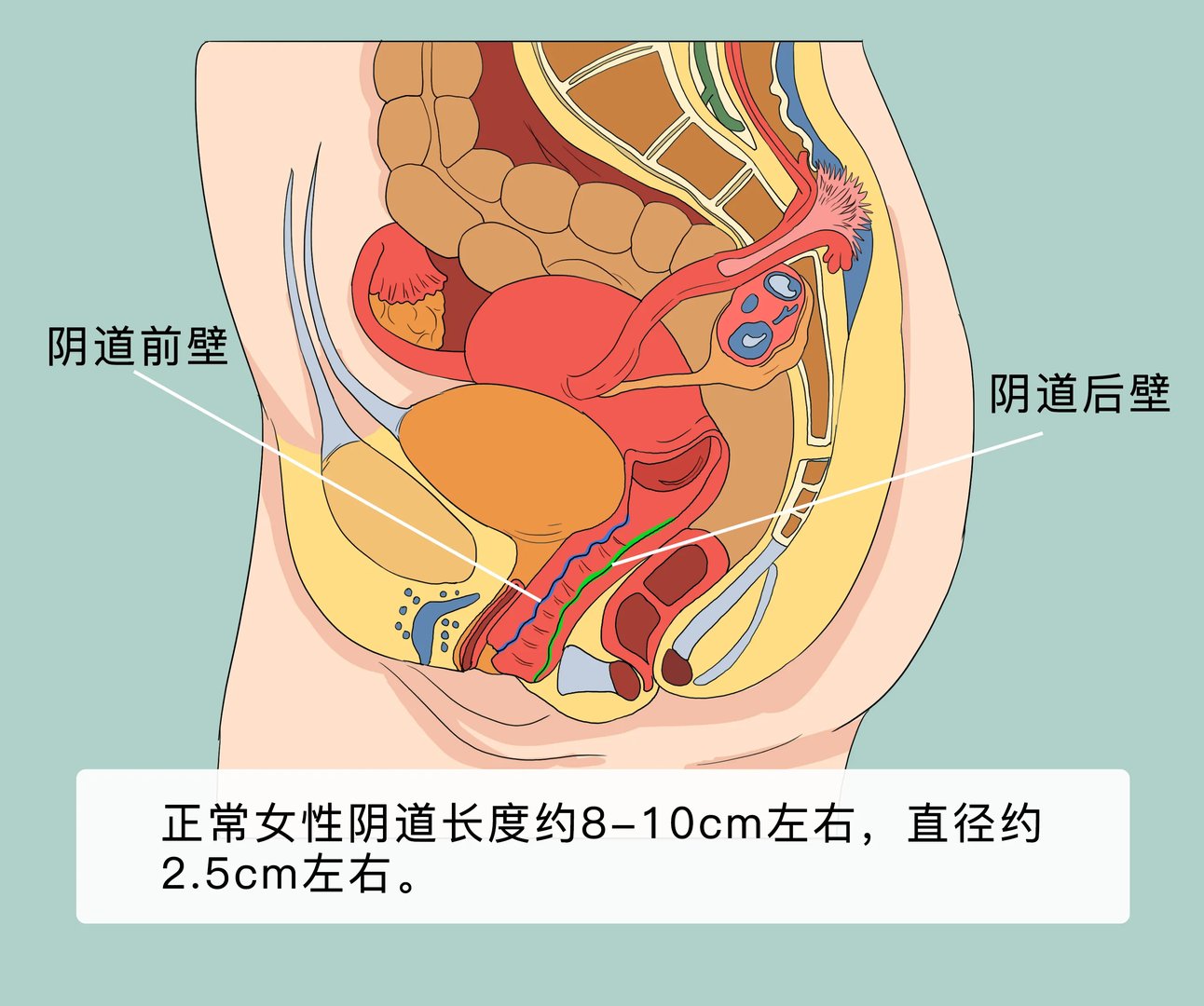 正常女性阴道多长