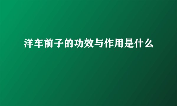 洋车前子的功效与作用是什么