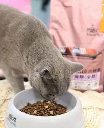 求推荐！比瑞吉猫粮哪款好呀？