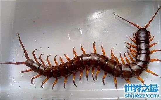 波多黎各巨人蜈蚣,人类面前很温顺不会主动攻击