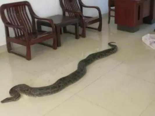 蛇进家门不能打的真相竟是这样（图）