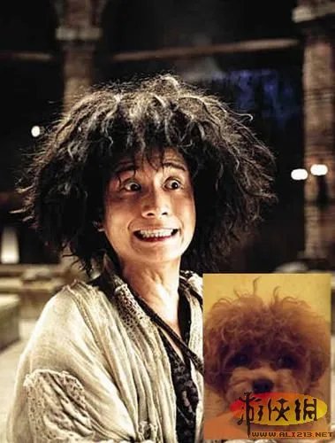 《西游降魔篇》明星领衔与宠物搞笑撞发型比萌