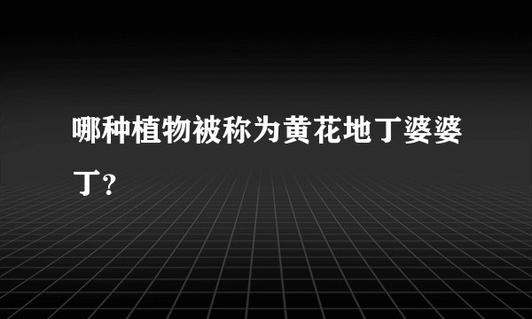 哪种植物被称为黄花地丁婆婆丁？