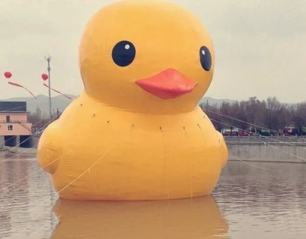 小黄鸭是什么