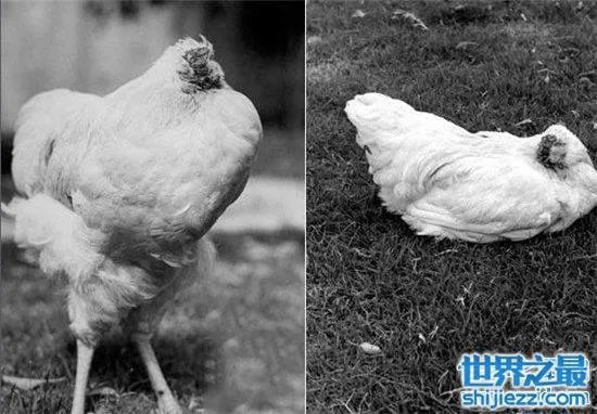 无头鸡存活一周,相当于现在的脑叶切除手术