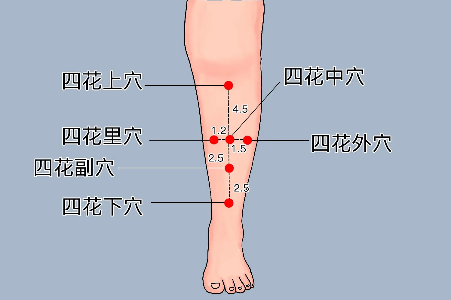四花中外位置图