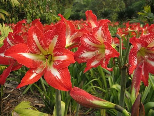 鹤顶红花叶子黄是什么原因 鹤顶红花养殖方法