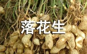 五年级上册语文课文落花生读后感