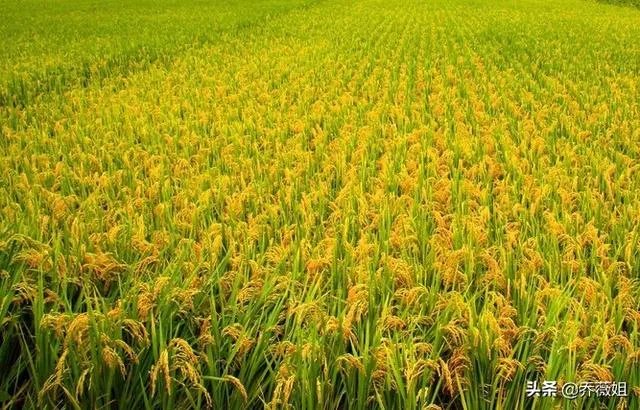 三农指的是什么，什么是三农？