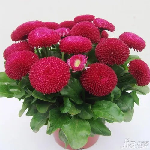 盆景花卉图片大全 花卉的应用