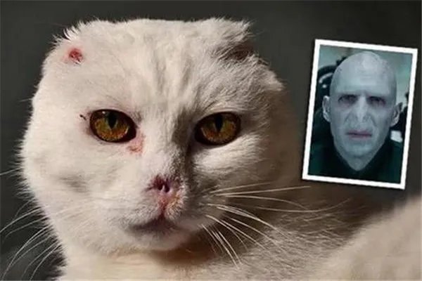 伏地魔猫是什么猫咪:患有皮肤病的猫(外表像伏地魔)