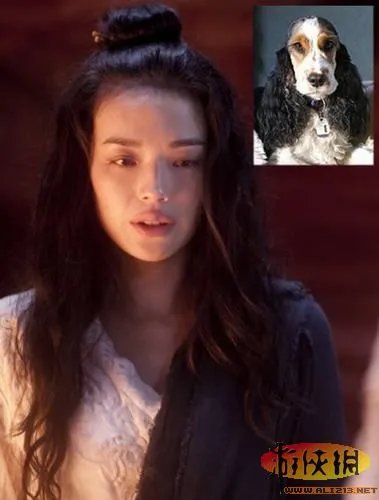《西游降魔篇》明星领衔与宠物搞笑撞发型比萌