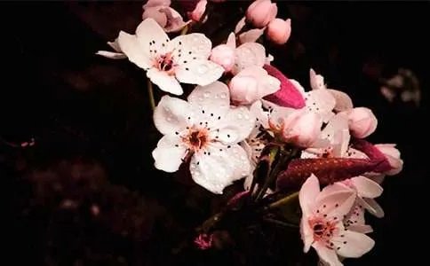 梨花的诗句
