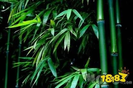 世界上长得最快的植物是什么 蚂蚁庄园每日一题5月26日答案