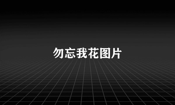 勿忘我花图片