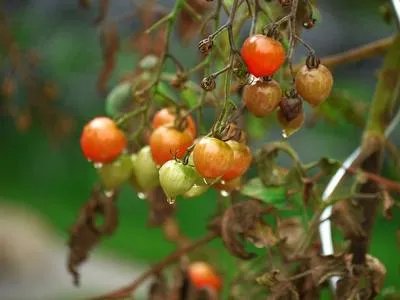 脱水蔬菜设备叫什么 脱水蔬菜的起源