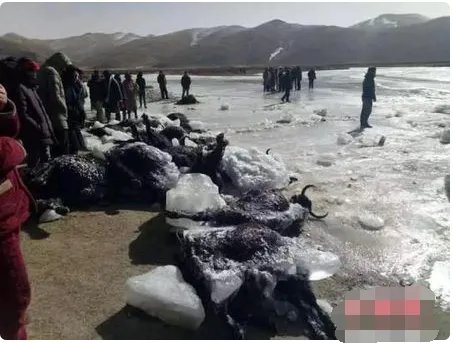 牦牛过冰河致坍塌现场什么情况?