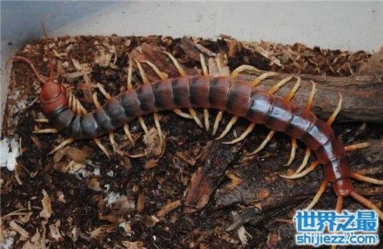 波多黎各巨人蜈蚣,人类面前很温顺不会主动攻击
