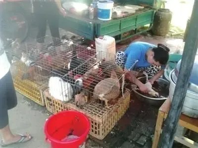 浙江女子围观宰鸭后被确诊鹦鹉热,鹦鹉热病是什么症状?
