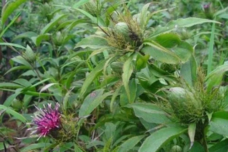 野生苍术图片