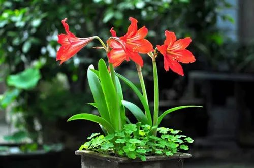 鹤顶红花叶子黄是什么原因 鹤顶红花养殖方法
