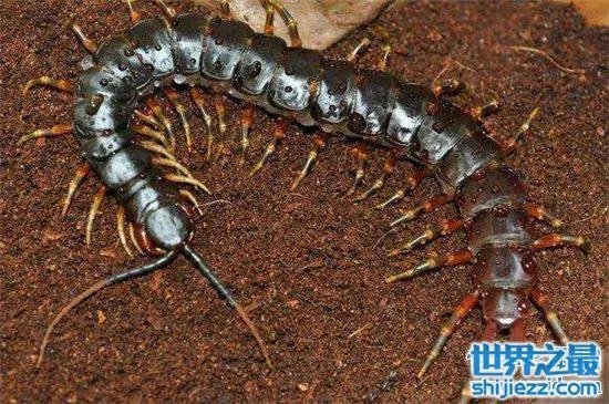 波多黎各巨人蜈蚣,人类面前很温顺不会主动攻击