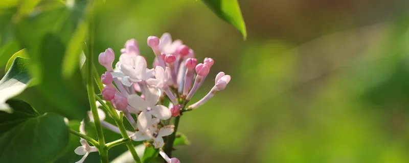芭蕉不展丁香结丁香空结雨中愁的意思