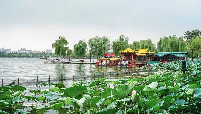 2021大明湖荷花什么时候开