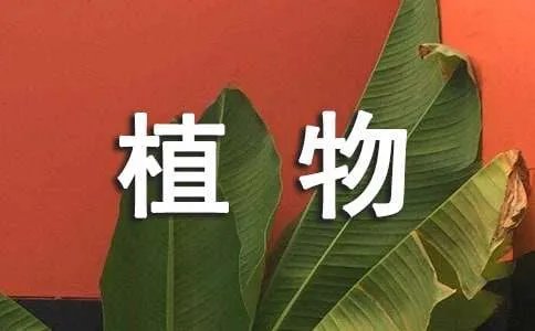 描写植物的诗歌