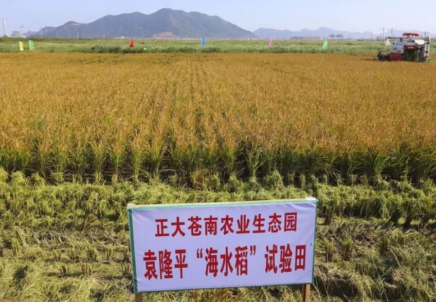 袁隆平团队海水稻开始产业化推广,这将会带我国民众带来怎样的福音?