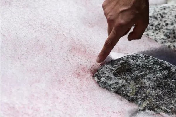 阿尔卑斯山竟出现粉色冰川,这是什么原因造成的?