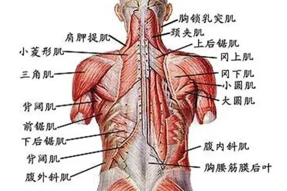上半身肌肉图