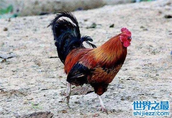 无头鸡存活一周,相当于现在的脑叶切除手术