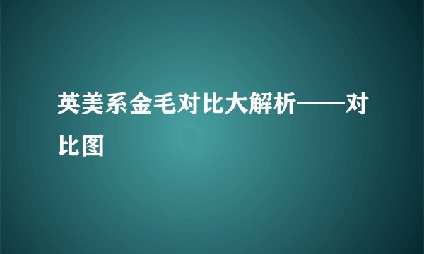 英美系金毛对比大解析——对比图