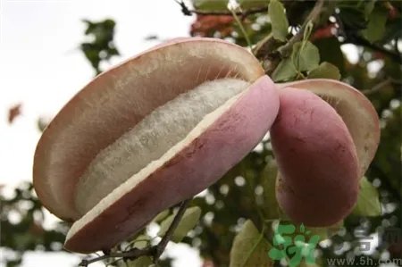 八月炸是什么?八月炸好吃吗?