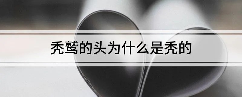 秃鹫的头为什么是秃的