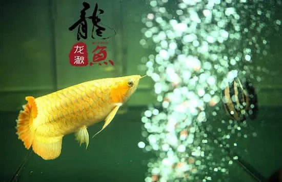 龙鱼眼睛整容千元一次 网友:活久见!行行出状元!