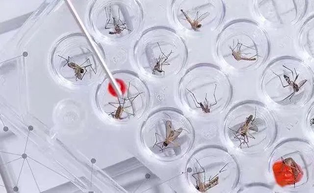 美国批准释放7.5亿只转基因蚊子,会对人类造成影响吗?