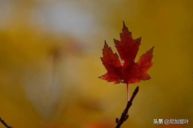 低端单反存在的意义是什么?