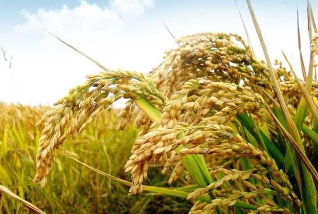 全球食品价格持续上涨,某些地方涨幅更是惊人,这意味着什么?