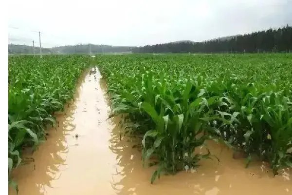 河南南阳遭遇暴雨袭击,给当地农作物带来了哪些影响?
