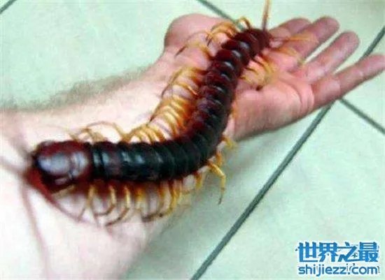 波多黎各巨人蜈蚣,人类面前很温顺不会主动攻击