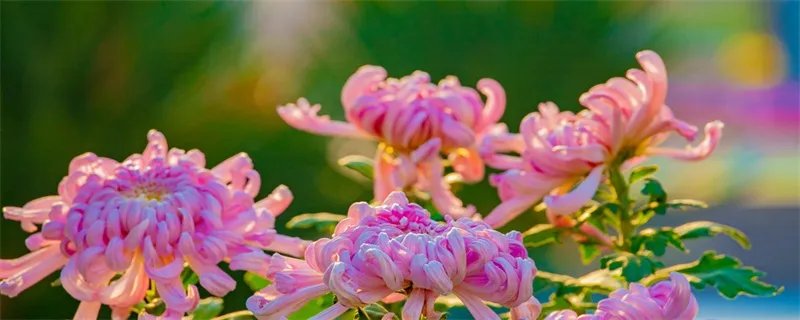 重阳节话语发朋友圈短句
